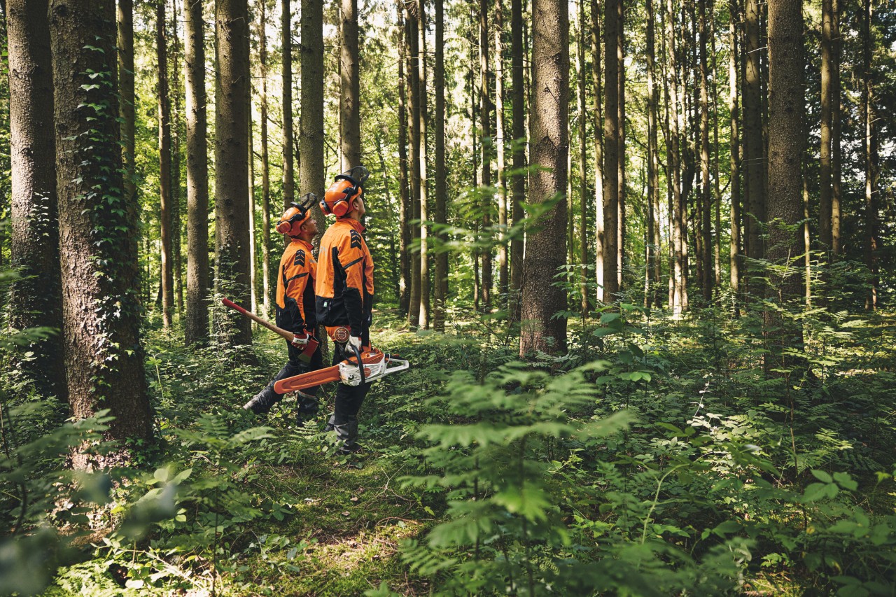 To mænd i beskyttelsesudstyr går gennem en skov med en skovhakke og en STIHL motorsav og kigger opad