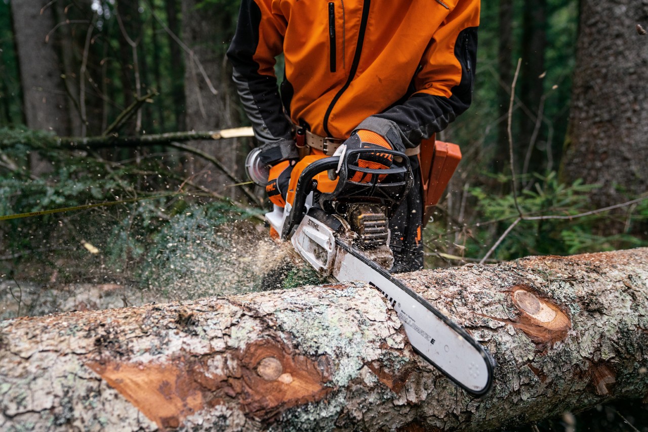 En fälld trädstam på marken bearbetas med en STIHL bensinmotorsåg MS 400 C-M med magnesiumkolv