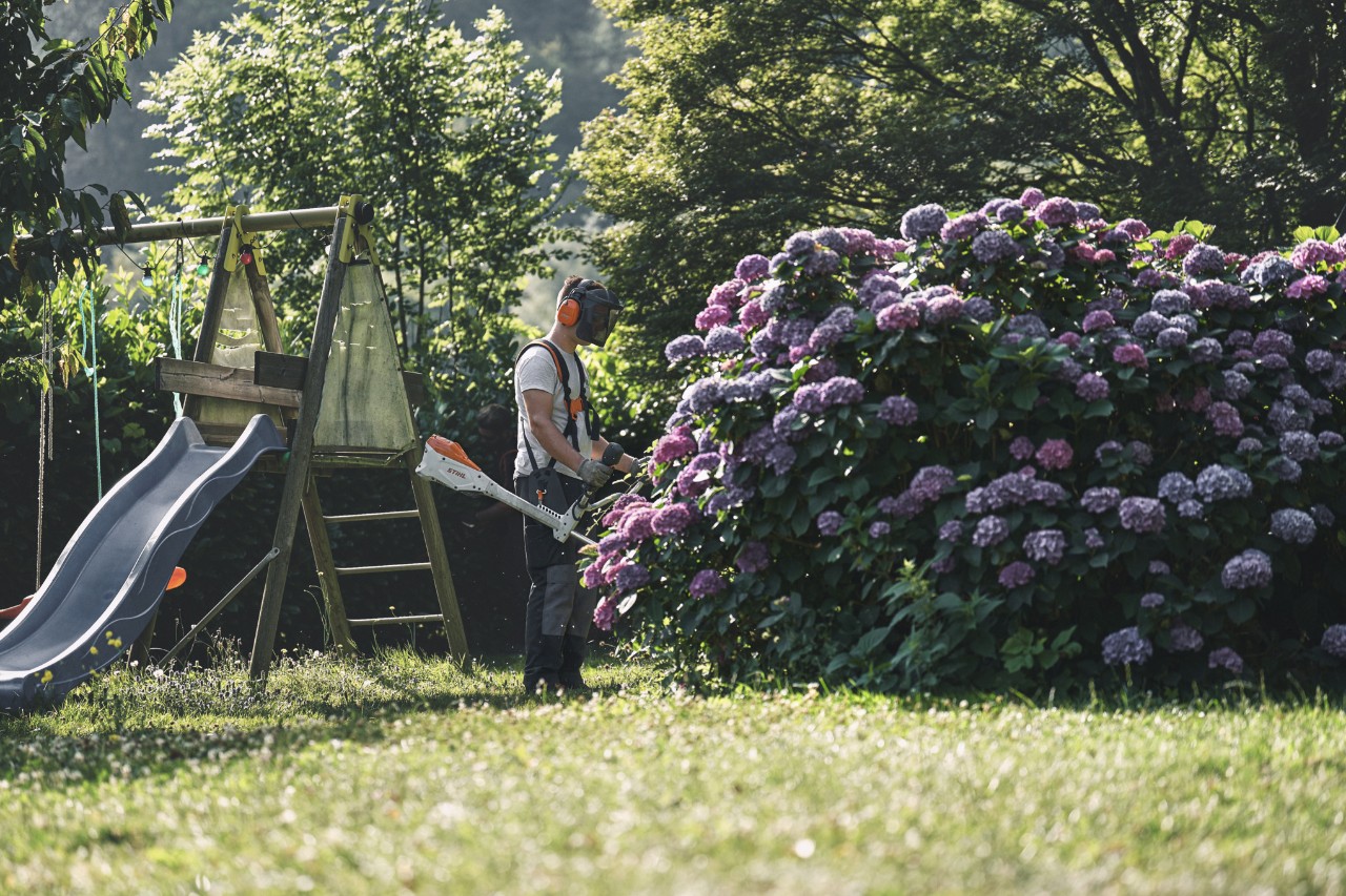 En mand med høre- og ansigtsværn står foran en stor hortensiabusk med en STIHL buskrydder 