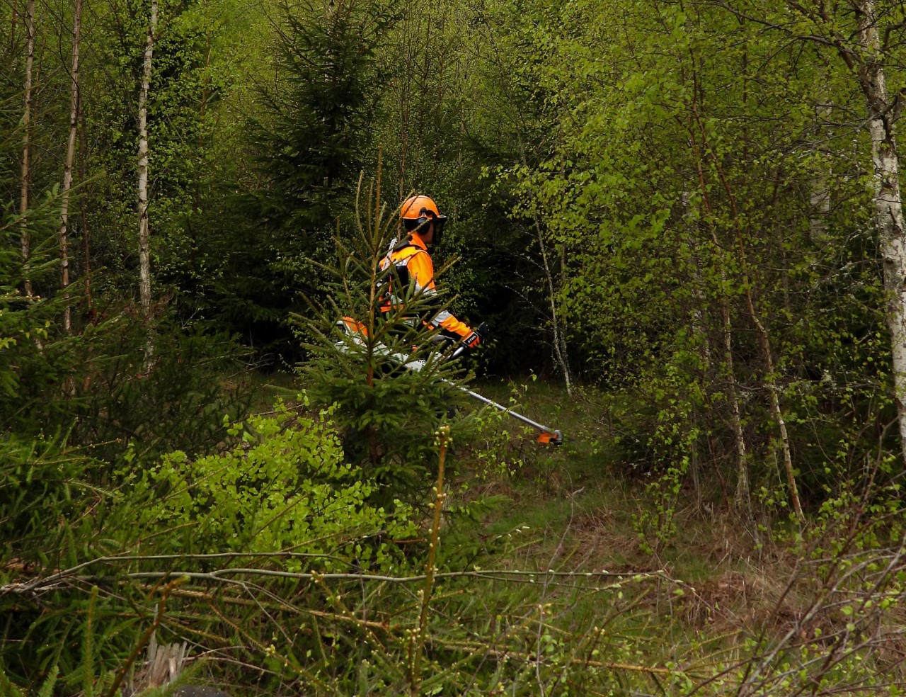 Woman and dog in the woods among the Södra Skogsägarna-test workers