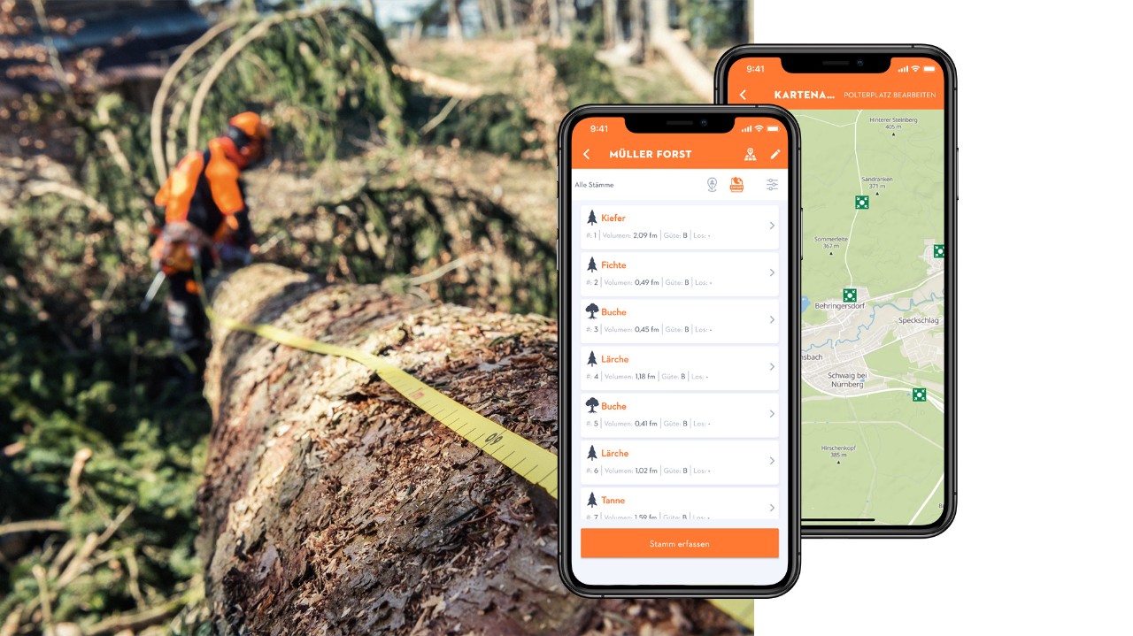 Sammenligning af et træ med målebånd og smartphone-displays med STIHL træliste-appen