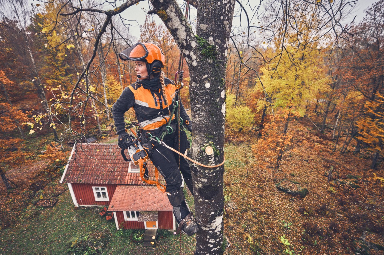 Arborist Viktoria Carstens hænger i et birketræ med sikkerhedsline og en STIHL MSA 220 T batterimotorsav 