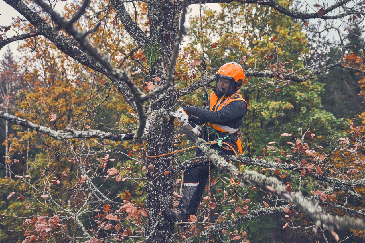 Viktoria Carstens saver en gren af et træ med en STIHL GTA 40 batteridrevet beskæresaks
